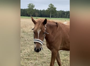 Deutsches Reitpony, Stute, 4 Jahre, 140 cm, Fuchs