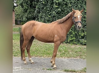 Deutsches Reitpony, Stute, 4 Jahre, 140 cm, Fuchs