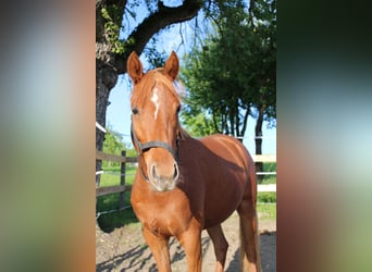 Deutsches Reitpony, Stute, 4 Jahre, 140 cm, Fuchs