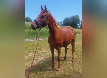 Deutsches Reitpony, Stute, 4 Jahre, 140 cm, Fuchs