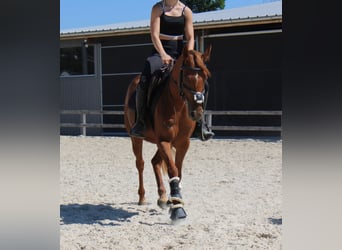Deutsches Reitpony, Stute, 4 Jahre, 140 cm, Fuchs