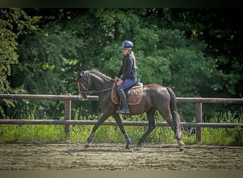 Deutsches Reitpony, Stute, 4 Jahre, 140 cm, Rappe