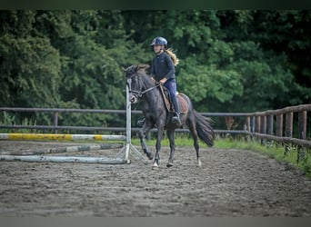 Deutsches Reitpony, Stute, 4 Jahre, 140 cm, Rappe