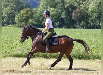 Deutsches Reitpony, Stute, 4 Jahre, 141 cm, Dunkelbrauner