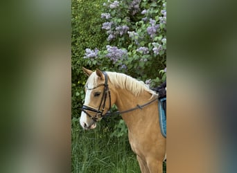 Deutsches Reitpony, Stute, 4 Jahre, 141 cm, Palomino