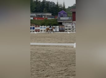 Deutsches Reitpony, Stute, 4 Jahre, 141 cm, Palomino