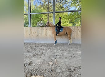 Deutsches Reitpony, Stute, 4 Jahre, 141 cm, Palomino