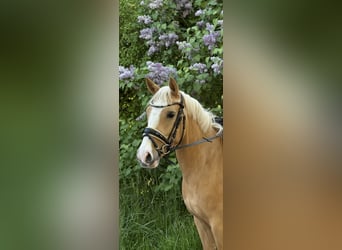 Deutsches Reitpony, Stute, 4 Jahre, 141 cm, Palomino