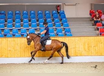 Deutsches Reitpony, Stute, 4 Jahre, 142 cm, Brauner