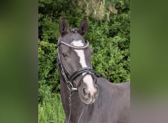 Deutsches Reitpony, Stute, 4 Jahre, 142 cm, Rappe
