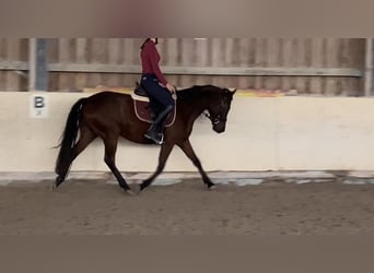 Deutsches Reitpony, Stute, 4 Jahre, 143 cm, Brauner