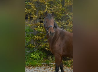 Deutsches Reitpony, Stute, 4 Jahre, 143 cm, Brauner