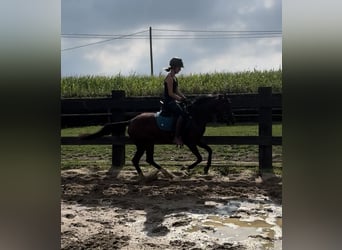 Deutsches Reitpony, Stute, 4 Jahre, 143 cm, Brauner