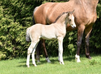 Deutsches Reitpony, Stute, 4 Jahre, 143 cm, Buckskin