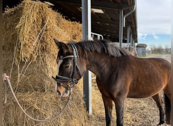 Deutsches Reitpony, Stute, 4 Jahre, 143 cm, Dunkelbrauner