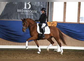 Deutsches Reitpony, Stute, 4 Jahre, 143 cm, Fuchs