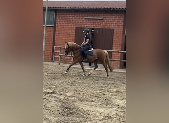 Deutsches Reitpony, Stute, 4 Jahre, 143 cm, Fuchs