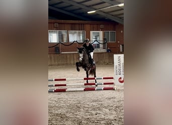 Deutsches Reitpony Mix, Stute, 4 Jahre, 144 cm, Apfelschimmel