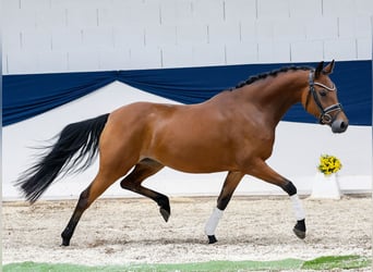 Deutsches Reitpony, Stute, 4 Jahre, 144 cm, Brauner