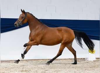 Deutsches Reitpony, Stute, 4 Jahre, 144 cm, Brauner