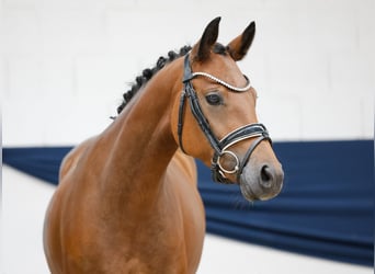 Deutsches Reitpony, Stute, 4 Jahre, 144 cm, Brauner
