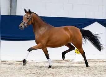 Deutsches Reitpony, Stute, 4 Jahre, 144 cm, Brauner