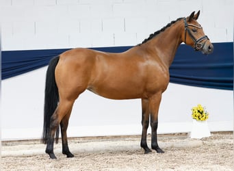 Deutsches Reitpony, Stute, 4 Jahre, 144 cm, Brauner