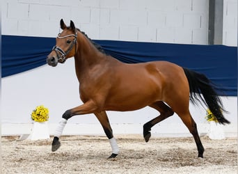 Deutsches Reitpony, Stute, 4 Jahre, 144 cm, Brauner