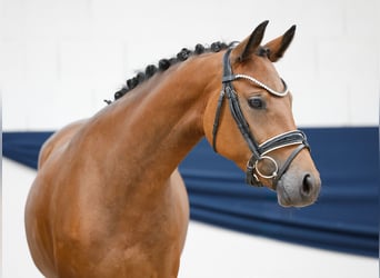 Deutsches Reitpony, Stute, 4 Jahre, 144 cm, Brauner