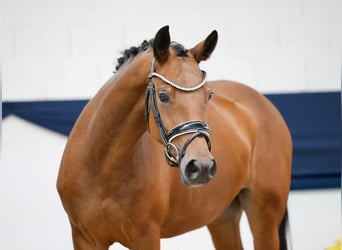Deutsches Reitpony, Stute, 4 Jahre, 144 cm, Brauner