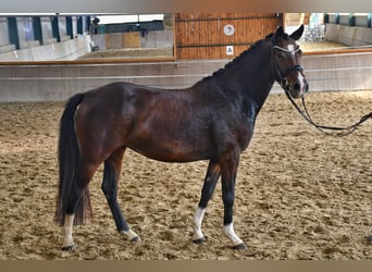 Deutsches Reitpony, Stute, 4 Jahre, 144 cm, Brauner