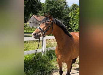 Deutsches Reitpony, Stute, 4 Jahre, 144 cm, Brauner