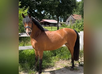 Deutsches Reitpony, Stute, 4 Jahre, 144 cm, Brauner