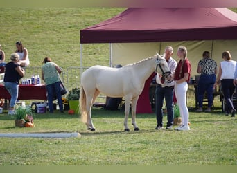 Deutsches Reitpony, Stute, 4 Jahre, 144 cm, Cremello