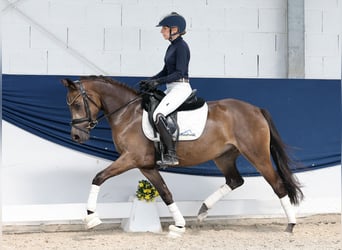 Deutsches Reitpony, Stute, 4 Jahre, 144 cm, Falbe