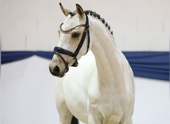 Deutsches Reitpony, Stute, 4 Jahre, 144 cm, Falbe