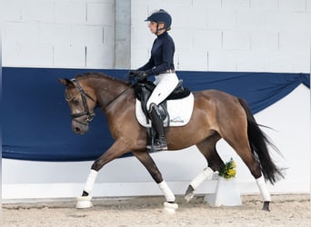 Deutsches Reitpony, Stute, 4 Jahre, 144 cm, Falbe