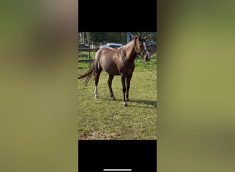 Deutsches Reitpony, Stute, 4 Jahre, 144 cm, Fuchs