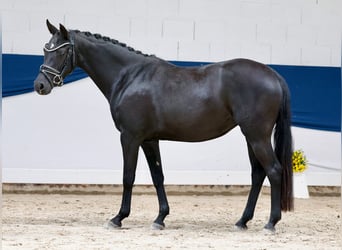 Deutsches Reitpony, Stute, 4 Jahre, 144 cm, Rappe