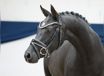 Deutsches Reitpony, Stute, 4 Jahre, 144 cm, Rappe