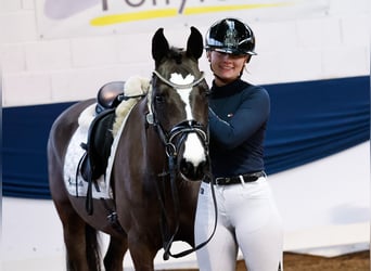 Deutsches Reitpony, Stute, 4 Jahre, 144 cm, Rappe