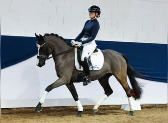 Deutsches Reitpony, Stute, 4 Jahre, 144 cm, Rappe