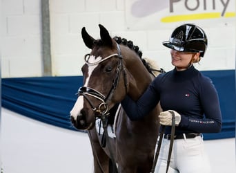 Deutsches Reitpony, Stute, 4 Jahre, 144 cm, Rappe