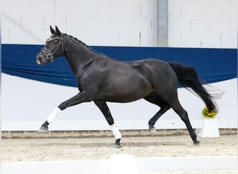 Deutsches Reitpony, Stute, 4 Jahre, 144 cm, Rappe