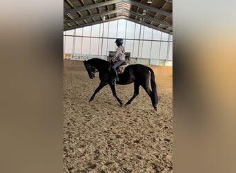 Deutsches Reitpony, Stute, 4 Jahre, 144 cm, Rappe