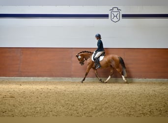 Deutsches Reitpony, Stute, 4 Jahre, 145 cm, Brauner