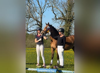 Deutsches Reitpony, Stute, 4 Jahre, 145 cm, Brauner