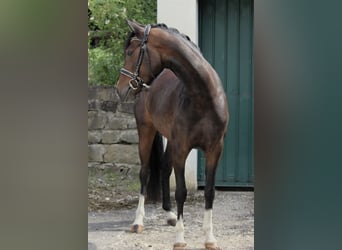 Deutsches Reitpony, Stute, 4 Jahre, 145 cm, Brauner