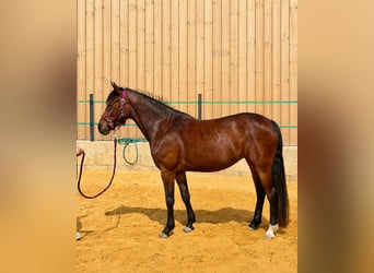 Deutsches Reitpony, Stute, 4 Jahre, 145 cm, Brauner