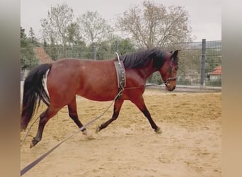 Deutsches Reitpony, Stute, 4 Jahre, 145 cm, Brauner